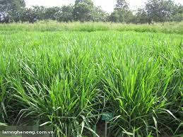 Kỹ thuật trồng cỏ Paspalum